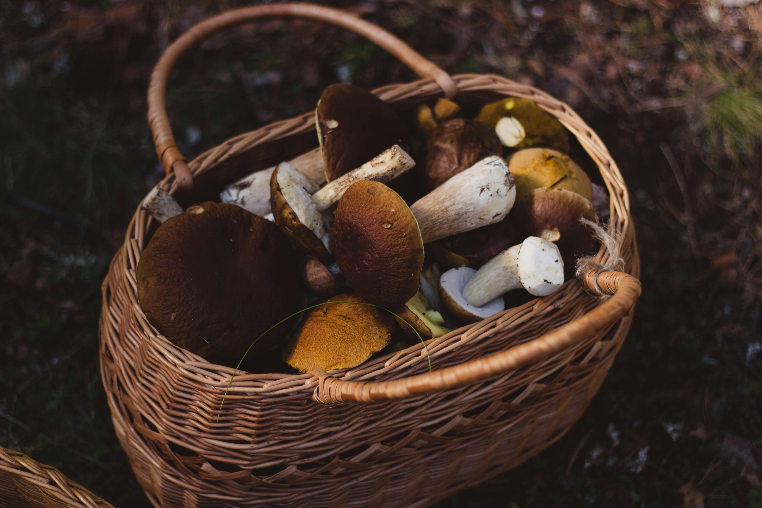 Overflowing basket of fresh, handpicked bolete mushrooms, showcasing the bountiful harvest from nature's pantry. A delightful display of edible treasures waiting to inspire your next wild mushroom culinary adventure.