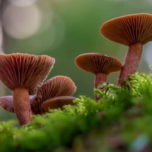 Maple-Glazed Candy Cap Delight - Sliced candy cap mushrooms sautéed to perfection, glazed with rich maple syrup, creating a decadent dessert. A unique and flavorful treat.