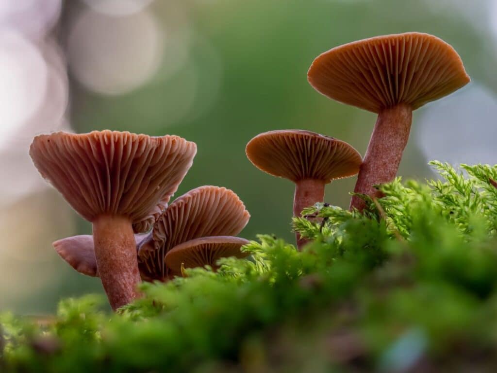 Maple-Glazed Candy Cap Delight - Sliced candy cap mushrooms sautéed to perfection, glazed with rich maple syrup, creating a decadent dessert. A unique and flavorful treat.